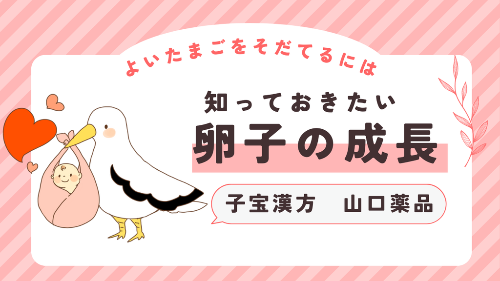 知っておきたい「卵子の成長」①