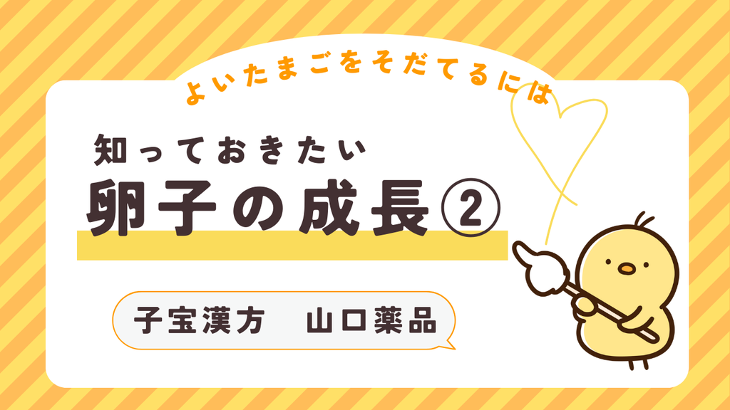 知っておきたい「卵子の成長」②