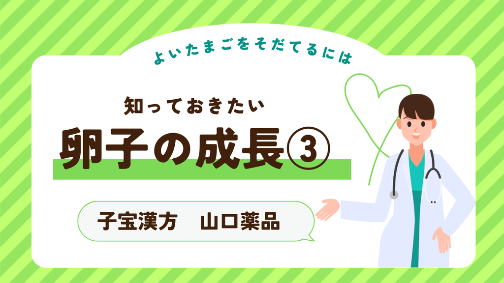 知っておきたい「卵子の成長」③