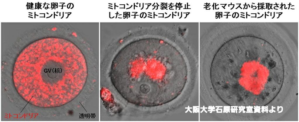 山口薬品